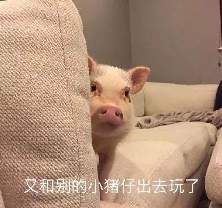 娱乐吃瓜酱猪猪视频